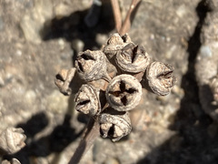 Eucalyptus camaldulensis