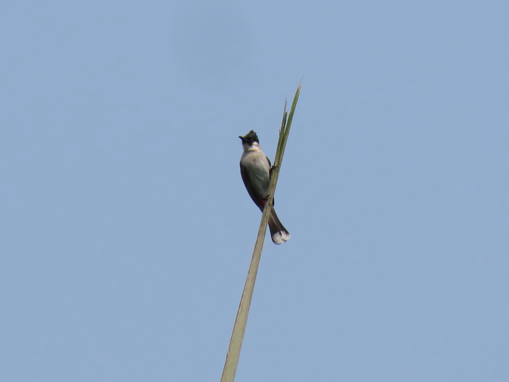 Sooty-headed Bulbul