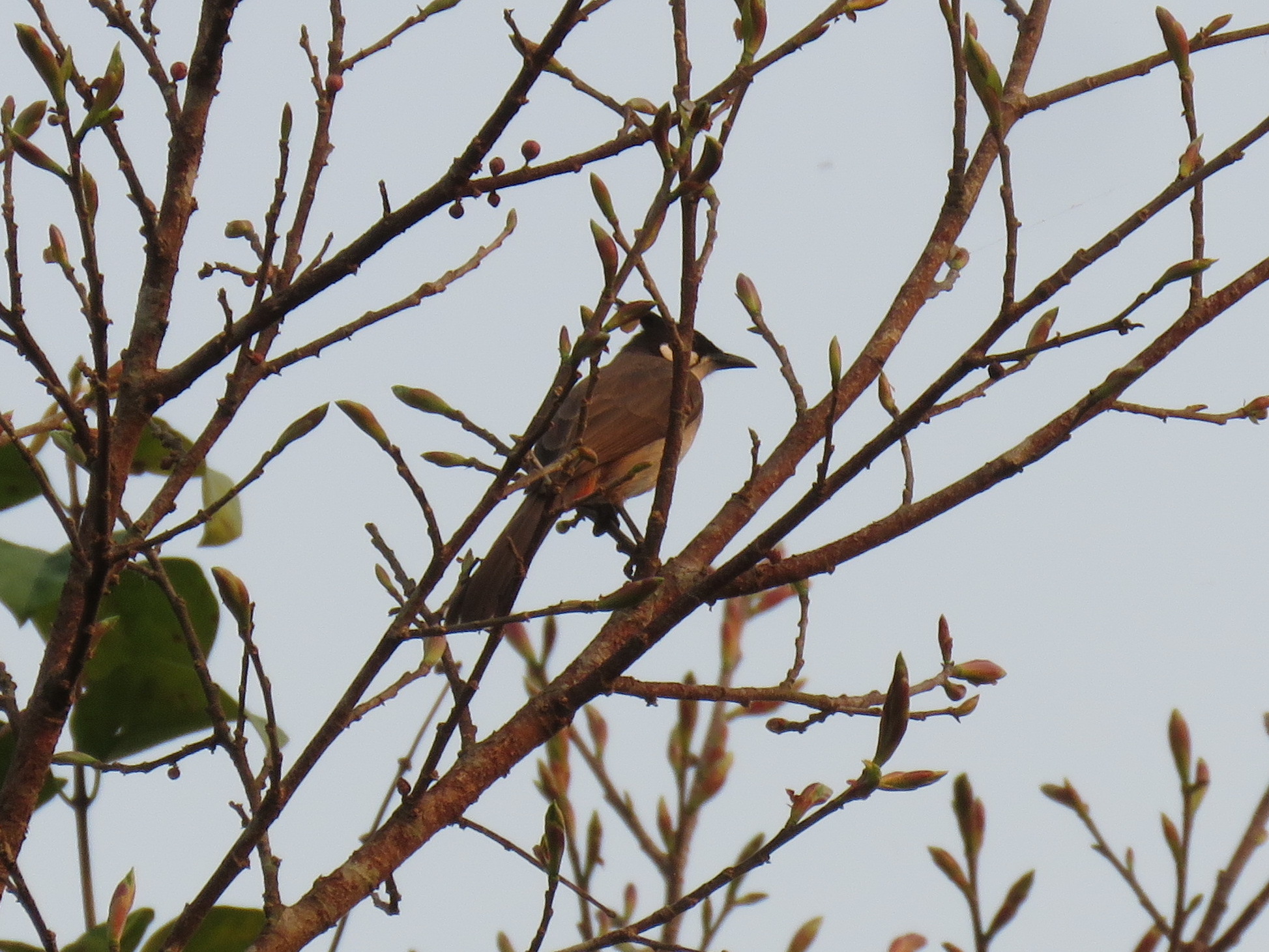 Red-whiskered Bulbul