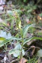 Epipactis