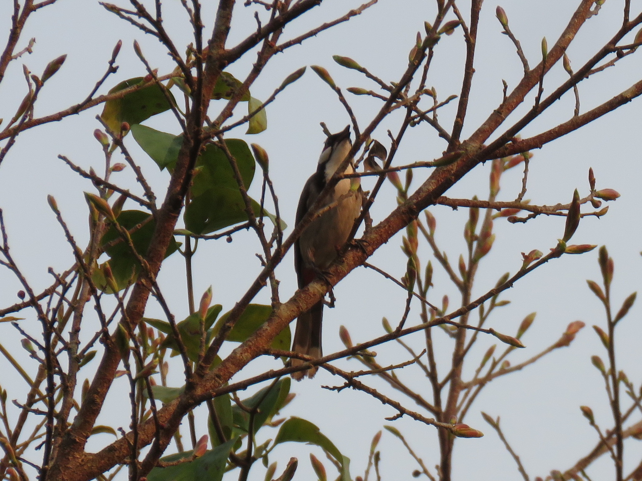 Red-whiskered Bulbul