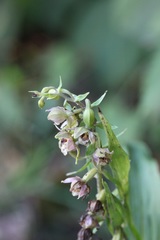Epipactis