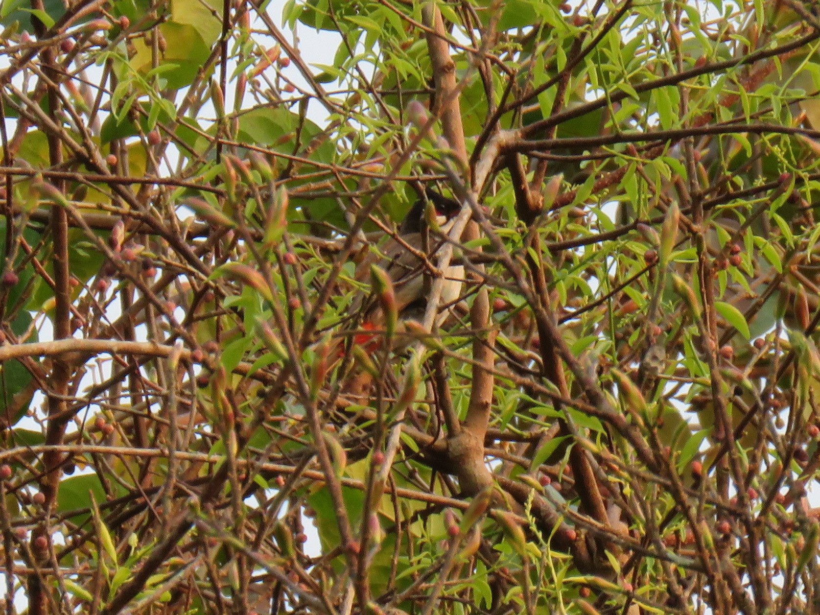 Red-whiskered Bulbul