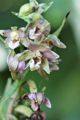 Epipactis