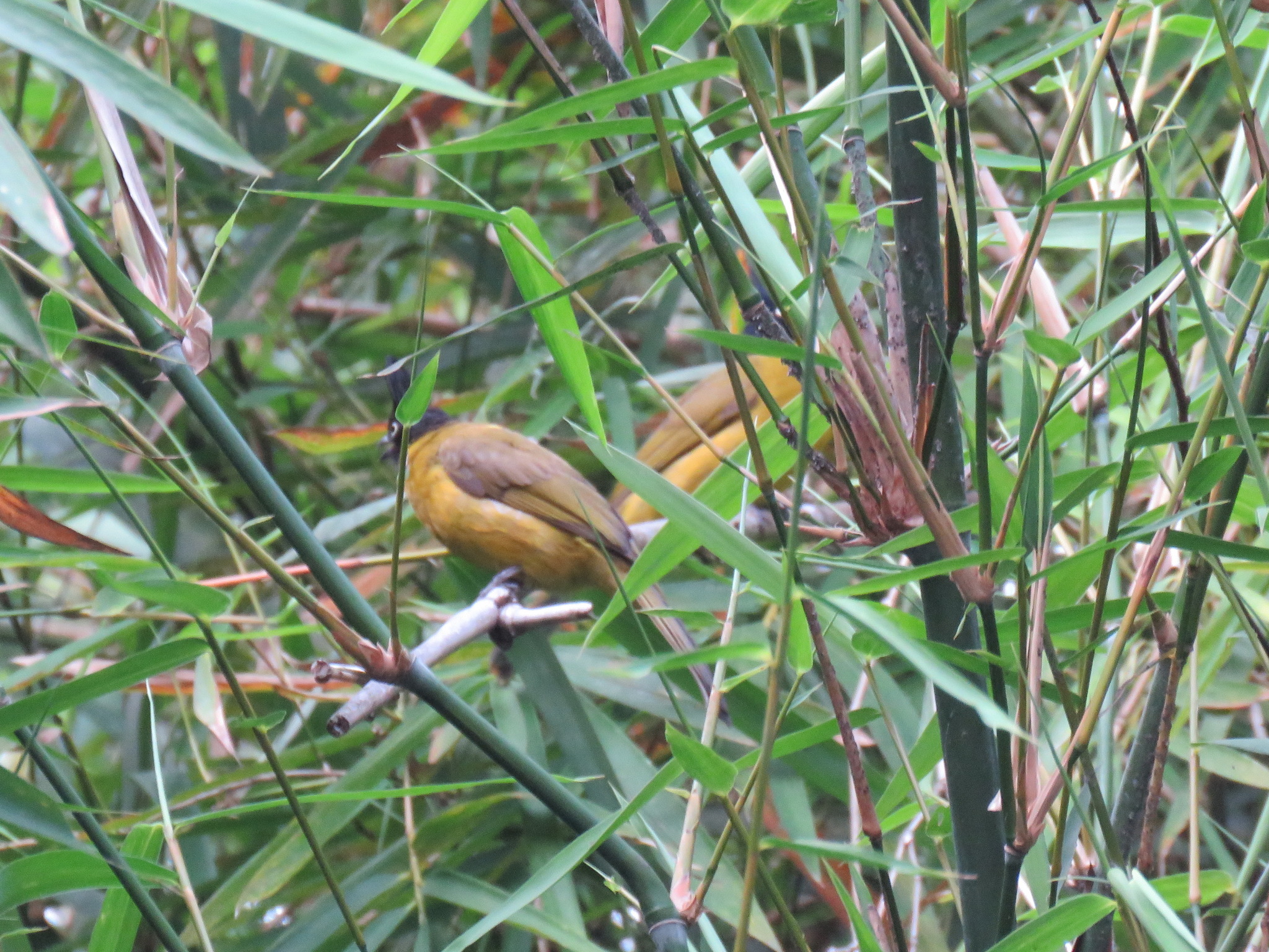Black-crested Bulbul