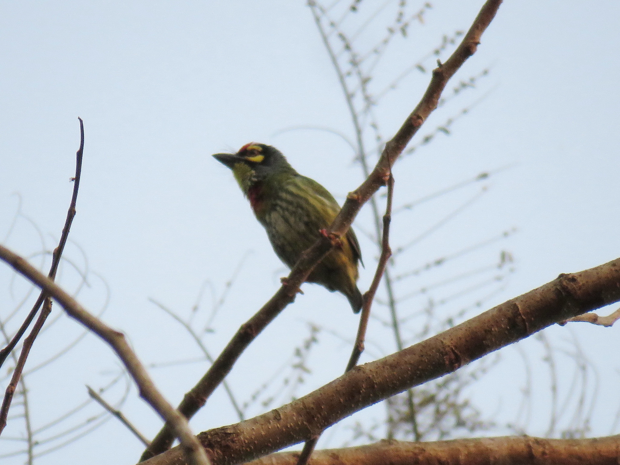 Coppersmith Barbet