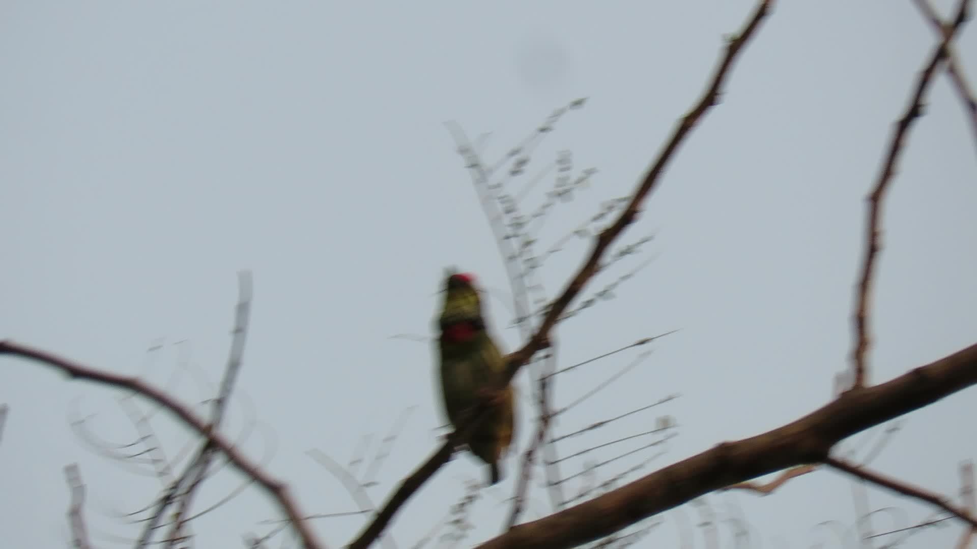 Coppersmith Barbet