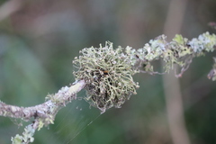 Ramalina calicaris
