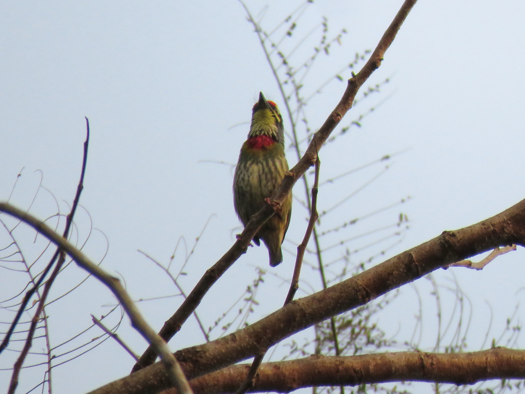 Coppersmith Barbet