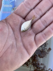 Chloroscombrus chrysurus