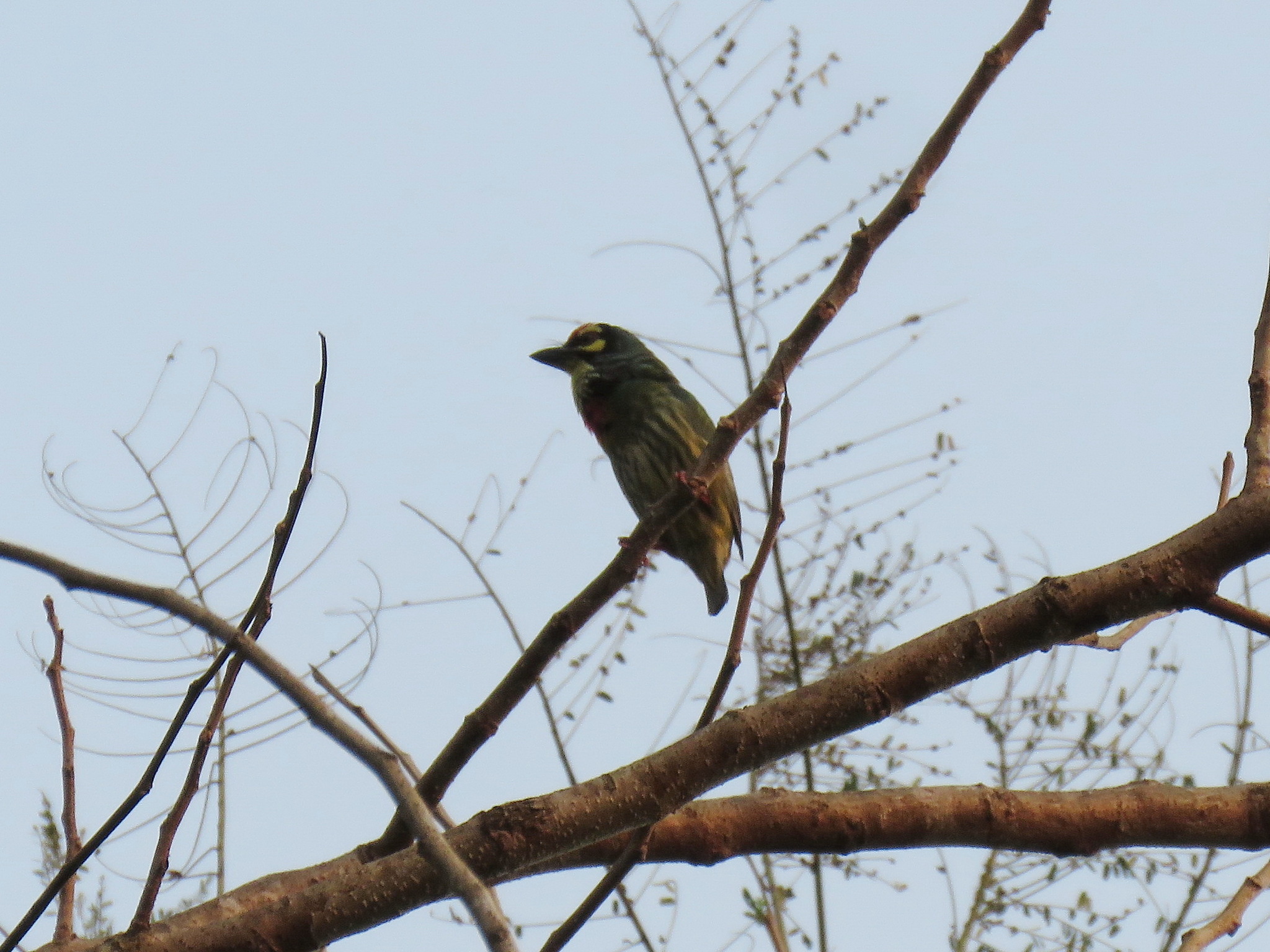 Coppersmith Barbet