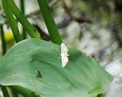 Parapoynx badiusalis