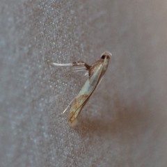 Caloptilia packardella