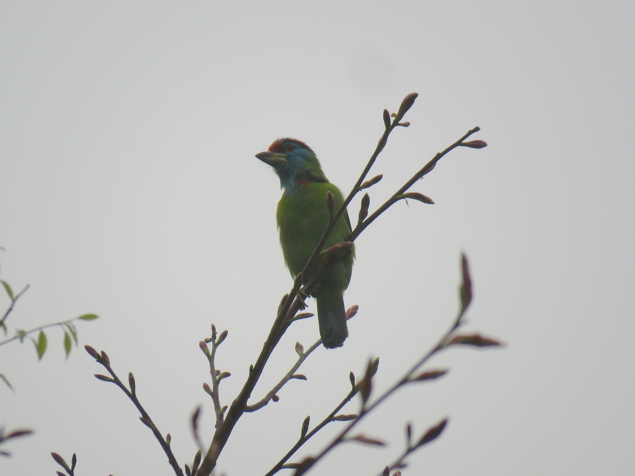 Blue-throated Barbet