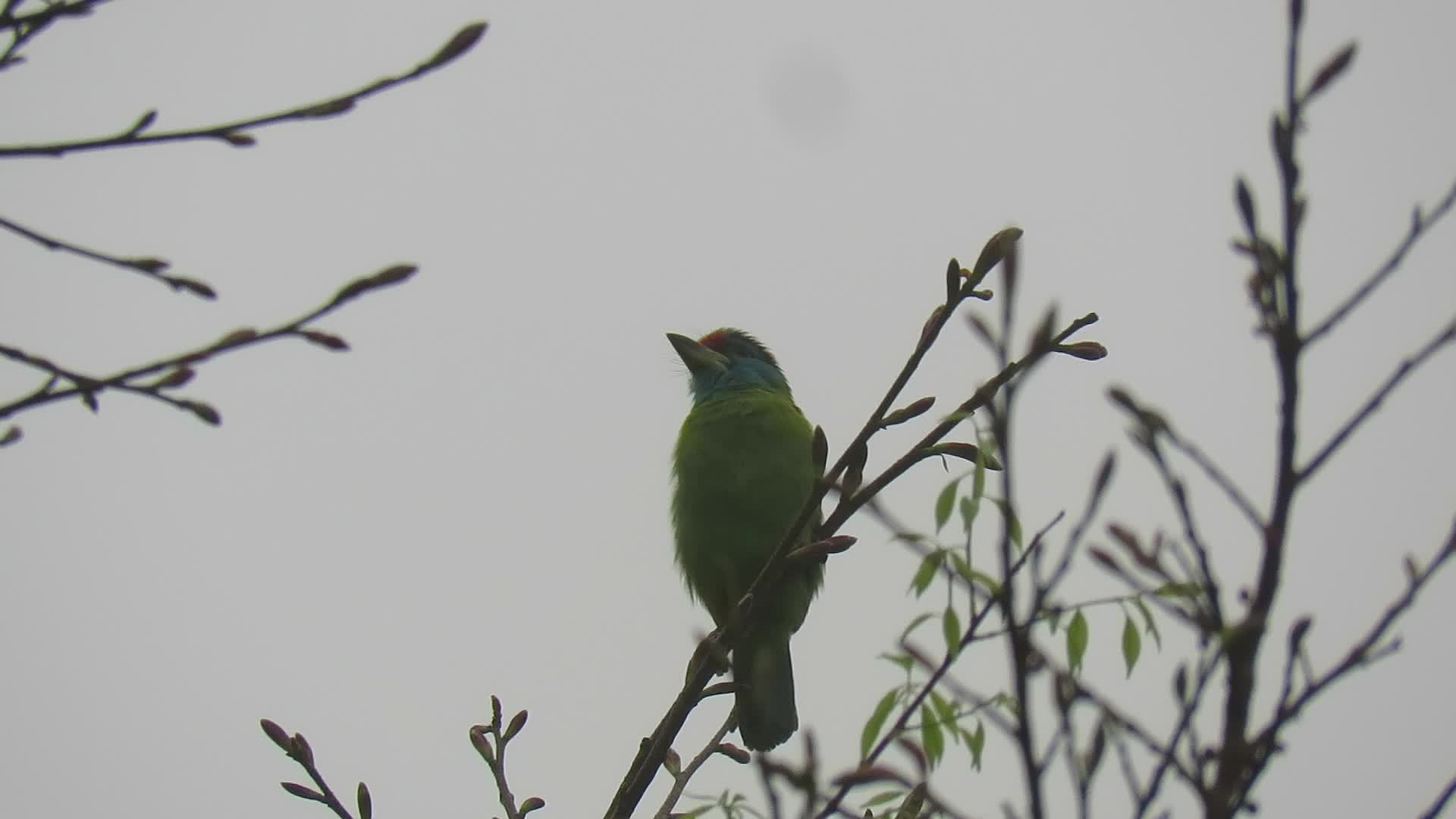 Blue-throated Barbet