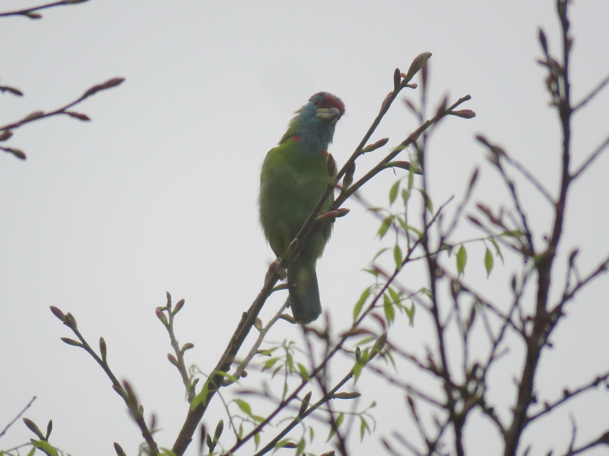 Blue-throated Barbet