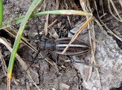 Dorcadion holosericeum