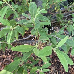 Pluchea carolinensis