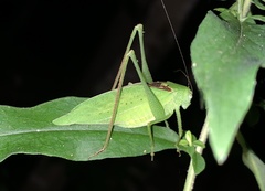 Amblycorypha rotundifolia