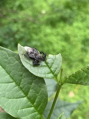 Apiomerus longispinis