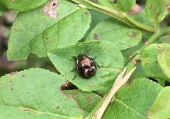 Rubiconia intermedia