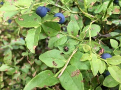 Rubiconia intermedia