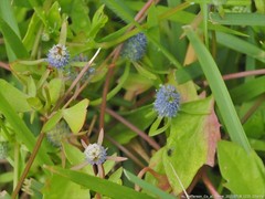 Eryngium prostratum