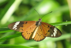 Acraea encedon encedon