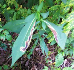 Nemorimyza posticata