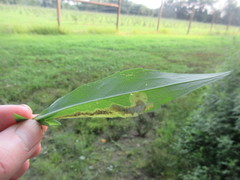 Nemorimyza posticata