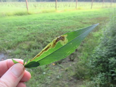 Nemorimyza posticata