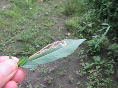 Nemorimyza posticata