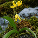 Glacier Lily - Photo (c) Kevin Jessop, some rights reserved (CC BY-NC)