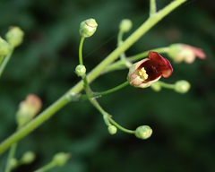 Scrophularia marilandica