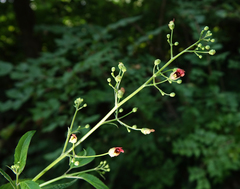 Scrophularia marilandica