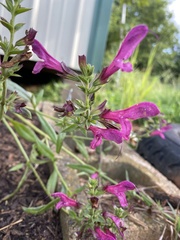 Salvia pentstemonoides