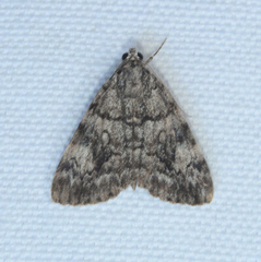 Catocala amica-lineella
