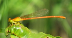 Ceriagrion glabrum