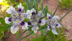 Ferraria densepunctulata