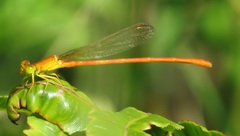 Ceriagrion glabrum
