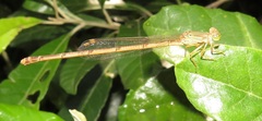 Ceriagrion glabrum