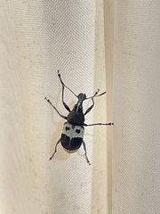 Acanthothorax