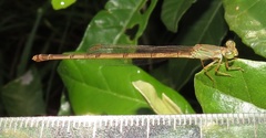 Ceriagrion glabrum