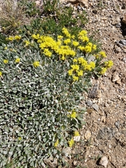 Eriogonum flavum