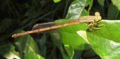 Ceriagrion glabrum