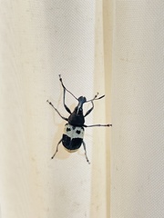 Acanthothorax