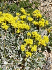 Eriogonum flavum