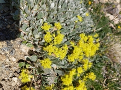 Eriogonum flavum