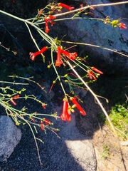 Gambelia juncea
