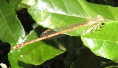 Ceriagrion glabrum